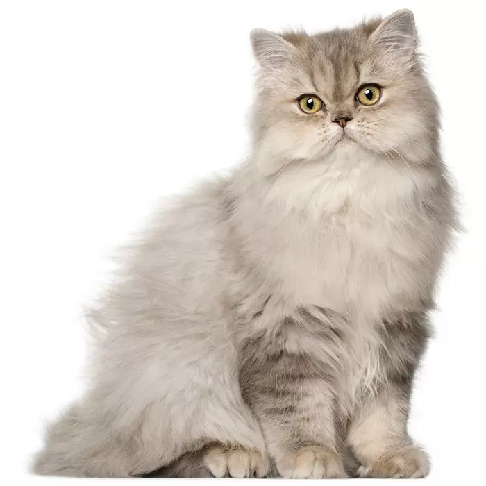 Persian Kittens Breeder Near Me